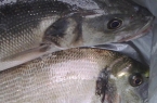 Sea Bass / Bream