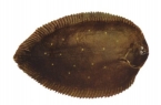 Black Sole