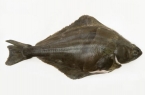 Halibut