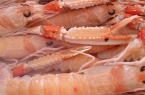 Prawns