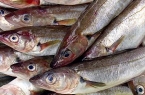 Whiting