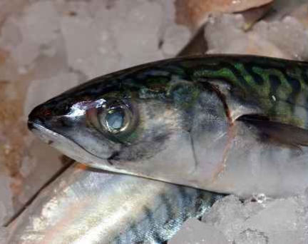 Mackerel