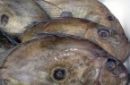 John Dory