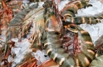 Tiger Prawns