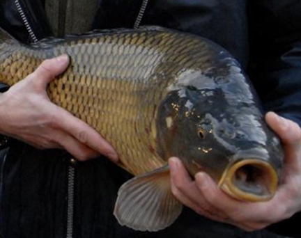 How to cook a perfect Christmas carp