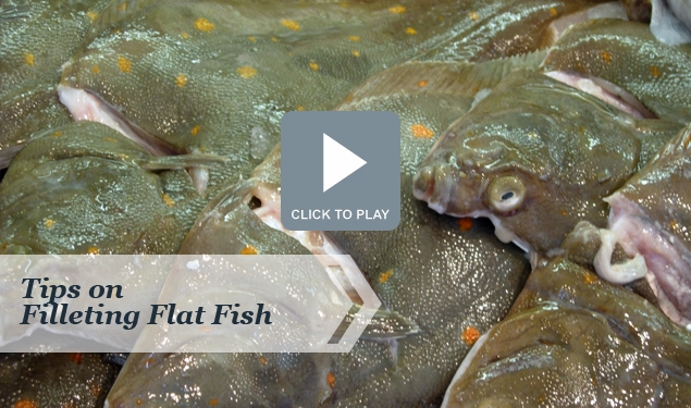 Tips on Filleting Flat Fish